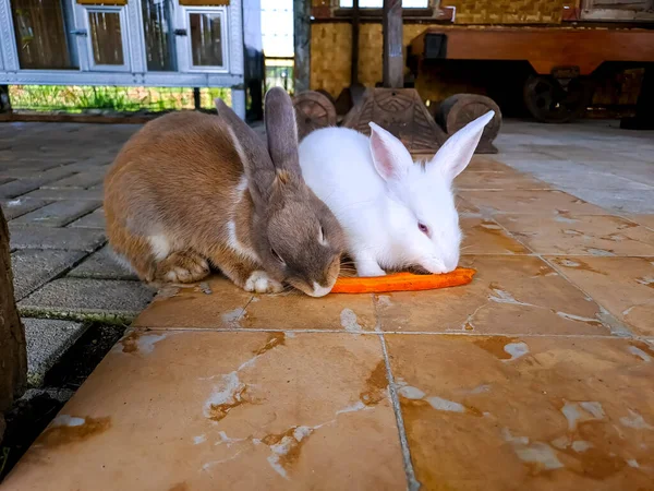 Два Милых Кролика Едят Морковку Вместе Террасе Любовь Домашним Животным — стоковое фото