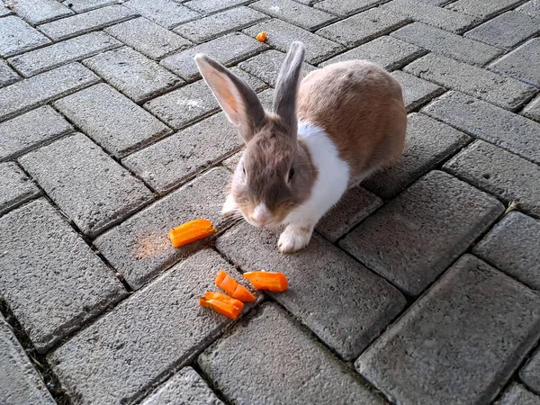 Милый Кролик Поедающий Морковку Террасе Любовь Домашним Животным — стоковое фото