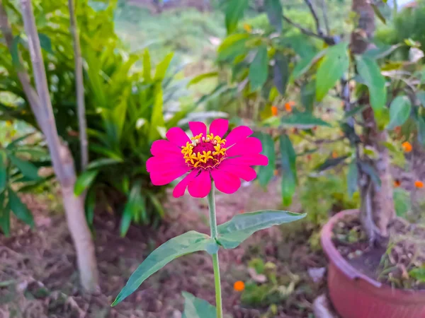 Close Widok Purpurowo Różowy Kwiat Cynnia Elegans Ogrodzie Zamazanym Zielonym — Zdjęcie stockowe