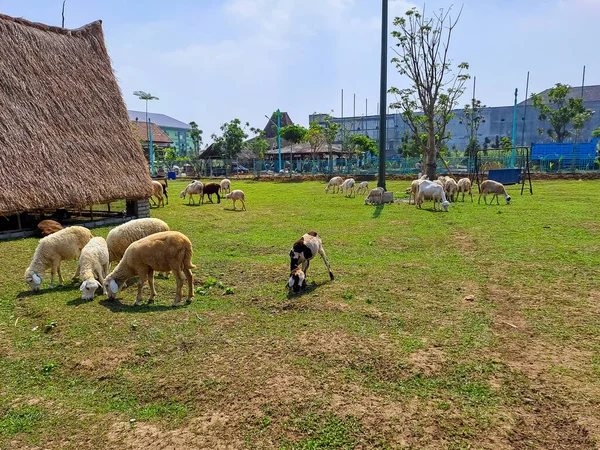 Die Schafherde Frisst Gras Landwirtschaftlichen Betrieb Sommerurlaub Dorf — Stockfoto