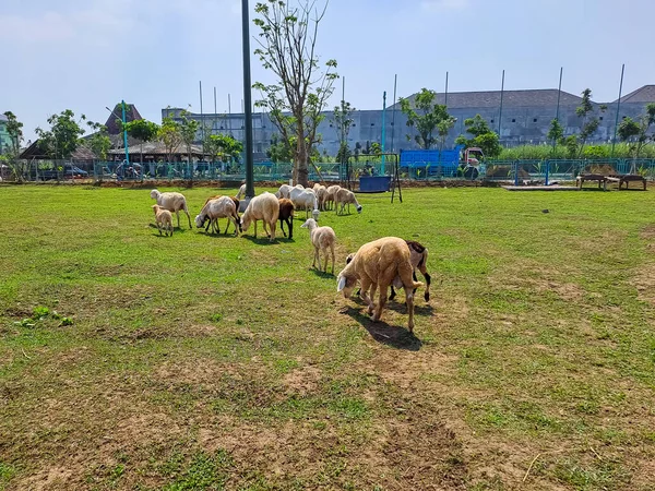 Die Schafherde Frisst Gras Landwirtschaftlichen Betrieb Sommerurlaub Dorf — Stockfoto