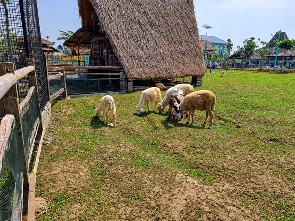 Rebanho Ovelhas Comendo Grama Fazenda Agrícola Férias Verão Aldeia — Fotografia de Stock