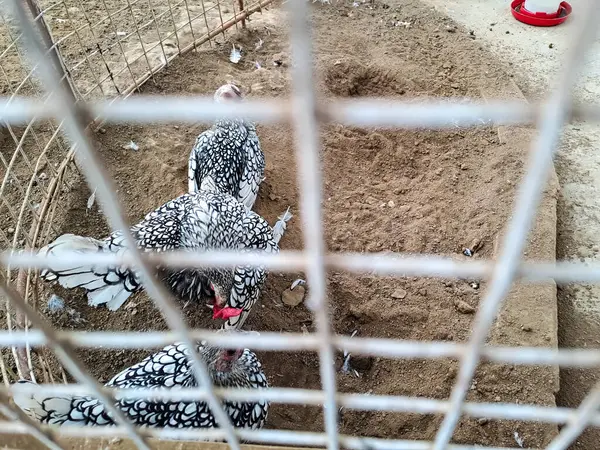 stock image Wyandotte chicken or silver sebright chicken) in the farm with wire fencing