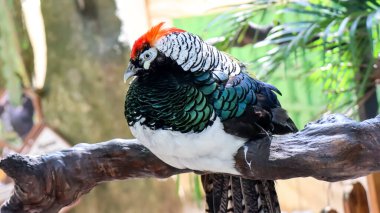 Leydi Amherst 'in sülününün portresi (Chrysolophus amherstiae) hayvanat bahçesindeki tahtaya tünemişti.