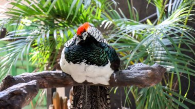 Leydi Amherst 'in sülününün portresi (Chrysolophus amherstiae) hayvanat bahçesindeki tahtaya tünemişti.
