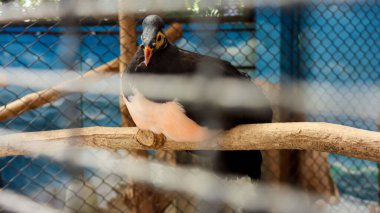 Maleo, Endonezya 'ya özgü kafesteki kuş.