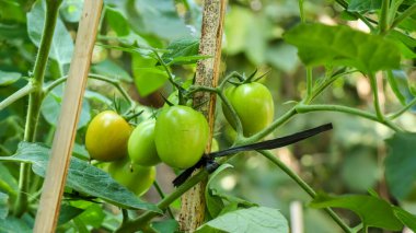 Serada yetişen bitkinin üzerinde olgunlaşmamış domatesler, ev çiftçiliği, yeşil ve taze arka plan