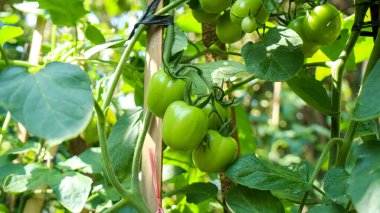 Serada yetişen bitkinin üzerinde olgunlaşmamış domatesler, ev çiftçiliği, yeşil ve taze arka plan