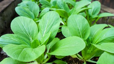 Pak choi ya da Bok choi ya da Hardal yetiştirme, organik sebze yetiştirme konsepti.