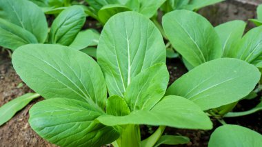 Pak choi ya da Bok choi ya da Hardal yetiştirme, organik sebze yetiştirme konsepti.