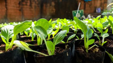 Pak choi ya da Bok choi ya da Hardal yetiştirme, organik sebze yetiştirme konsepti.