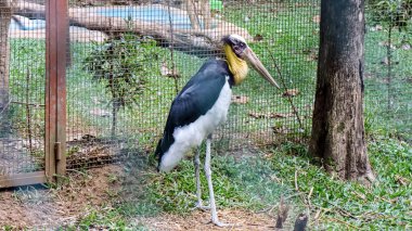 Daha küçük yardımcı (Leptoptilos javanicus) veya Endonezya 'da Bangau Tongtong olarak bilinir.