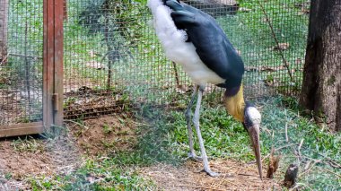 Lesser adjutant (Leptoptilos javanicus) or known as Bangau Tongtong in Indonesia clipart