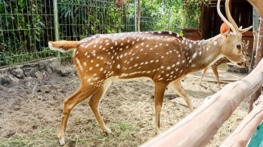 Benekli geyik ya da geyik ya da eksen geyiği olarak bilinen Chital ya da Cheetal (Axis axis axis) hayvan koruma alanı.