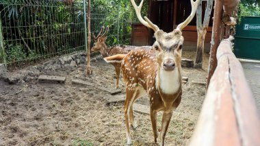 Benekli geyik ya da geyik ya da eksen geyiği olarak bilinen Chital ya da Cheetal (Axis axis axis) hayvan koruma alanı.