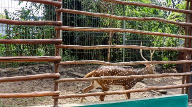 Benekli geyik ya da geyik ya da eksen geyiği olarak bilinen Chital ya da Cheetal (Axis axis axis) hayvan koruma alanı.