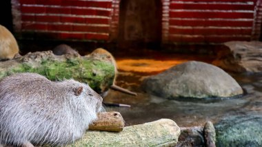 Hayvanat bahçesinde otçul yarı su kemirgeni olan Nutria veya coypu (Myocastor coypus)