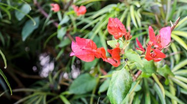 Pembe bougainvillea ya da kağıt çiçek olarak da bilinir, yakın plan.