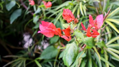 Pembe bougainvillea ya da kağıt çiçek olarak da bilinir, yakın plan.