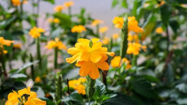 Crossandra, sarı parlak çiçek