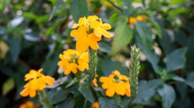 Crossandra, sarı parlak çiçek