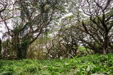 Güzel dalları ve yeşil yaprakları olan yaşlı ve büyük bir ağaç.