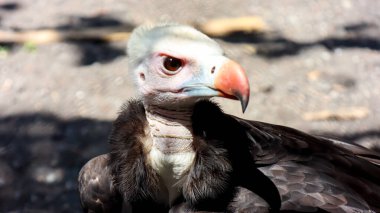 The headshot of white headed vulture (trigonoceps occipitalis) clipart