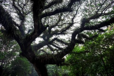 Güzel dalları ve yeşil yaprakları olan yaşlı ve büyük bir ağaç.