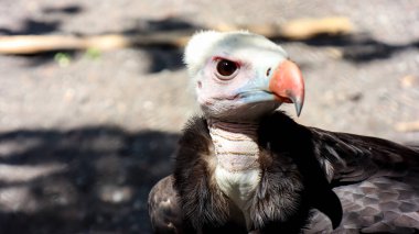 Beyaz başlı akbabanın vesikalığı (trigonoceps occipitalis)