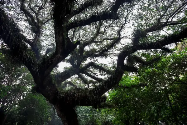 Güzel dalları ve yeşil yaprakları olan yaşlı ve büyük bir ağaç.