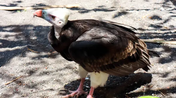 Beyaz başlı akbaba portresi (trigonoceps occipitalis) hayvanat bahçesindeki etobur kuş.