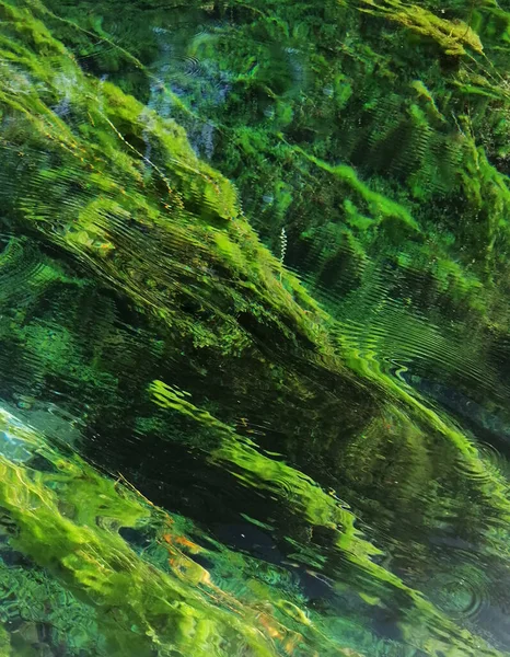 Зеленая Лягушка — стоковое фото