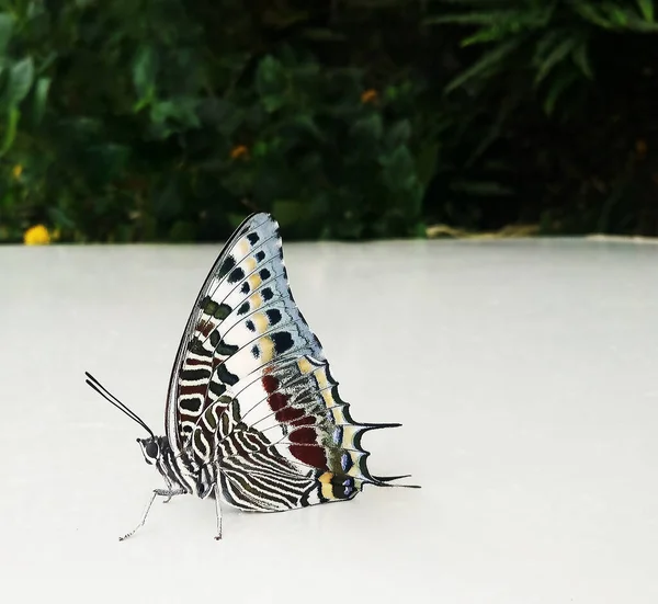 Wing Art Moth Animal — Stock Photo, Image