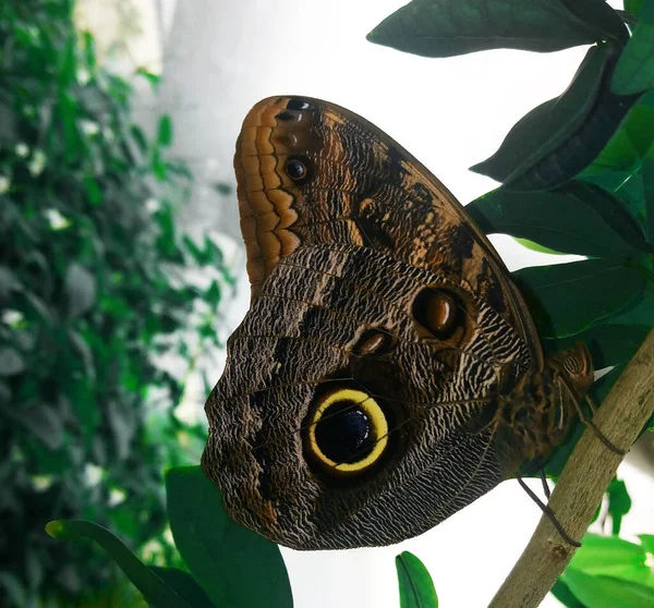 Eye moth garden animal