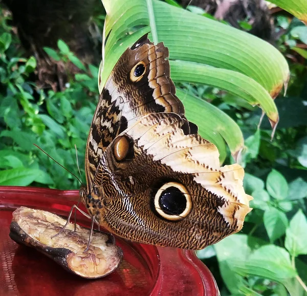 スポットアイ蝶の葉 — ストック写真