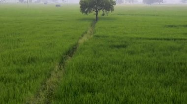 Güzel yeşil pirinç alan sabah