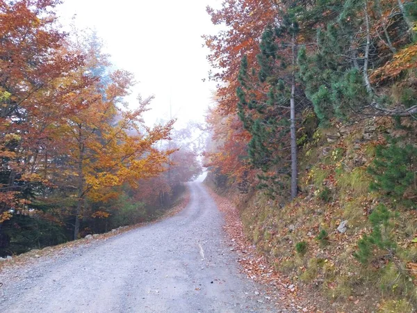 Camino Entre Los Colores Vivos Del Otoo — Stockfoto