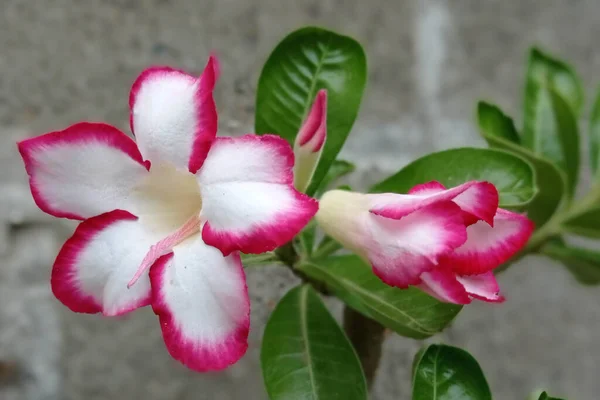 收集了一系列的粉红和白花照片 这张照片是早上花开花的时候拍的 — 图库照片