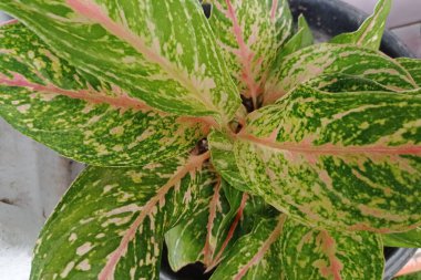 Güzel ve güzel aglaonema bitkisinin fotoğrafları..