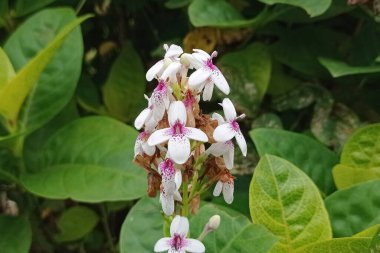 Beautiful and beautiful white Asoka flower plant