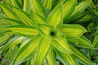 Güzel Dracaena çiçeklerinin fotoğrafları.