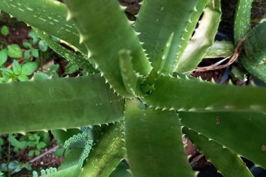 Yukarıdan ücretsiz indirme ile Aloe vera bitkisi fotoğrafı.