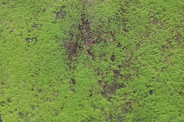 Evin duvarına eklenmiş yosun bitkilerinin fotoğrafları ücretsiz indiriliyor..