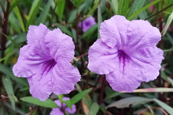 Sabah taze açtığında açan altın çiçeğin iki mor taç yaprağının fotoğrafı..