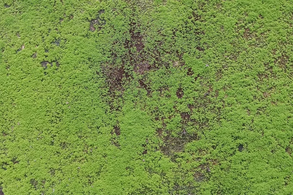 Evin duvarına eklenmiş yosun bitkilerinin fotoğrafları ücretsiz indiriliyor..