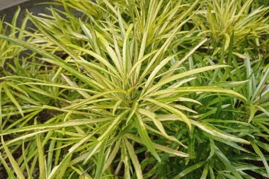 Yellow broccoli leaf photo download on Depositphotos.