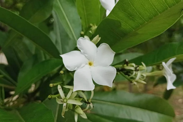 Beautiful and beautiful white frangipani flower photos.