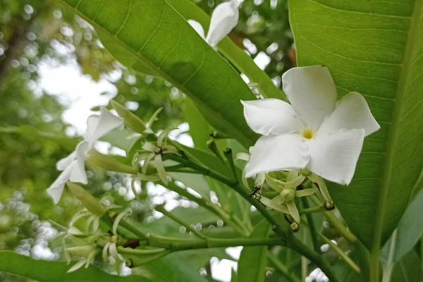 Güzel beyaz bir Frangipani çiçeğinin fotoğrafı..