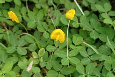 Photo of a yellow pinto grass flower.