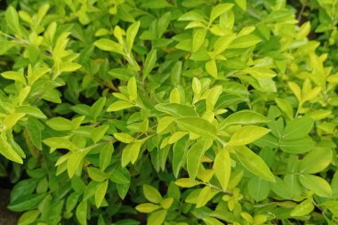 Photo of fresh green leaves of the beluntas plant in the morning.